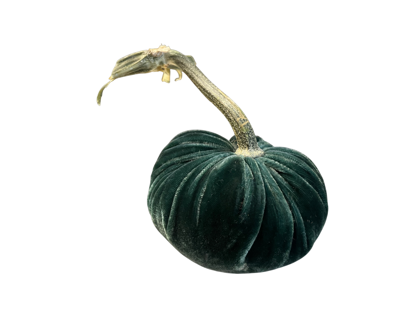 Velvet Pumpkin