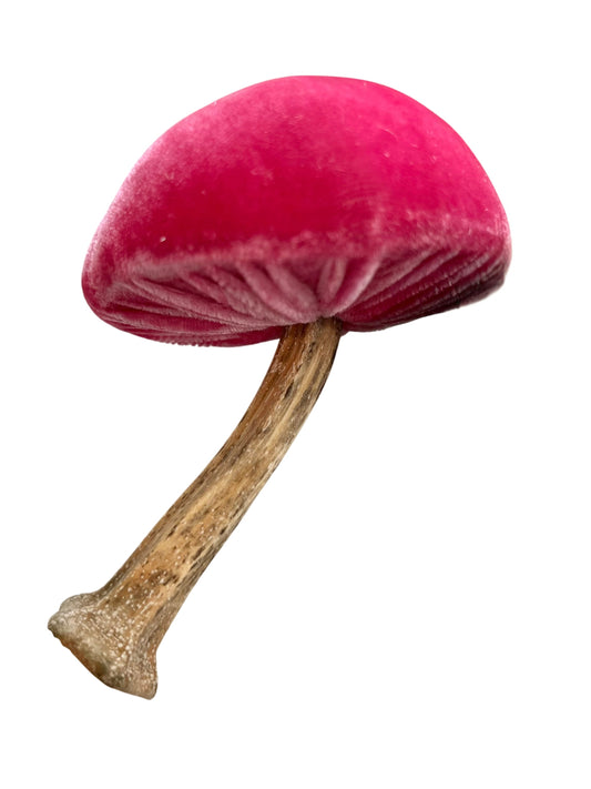 Mushroom, pink