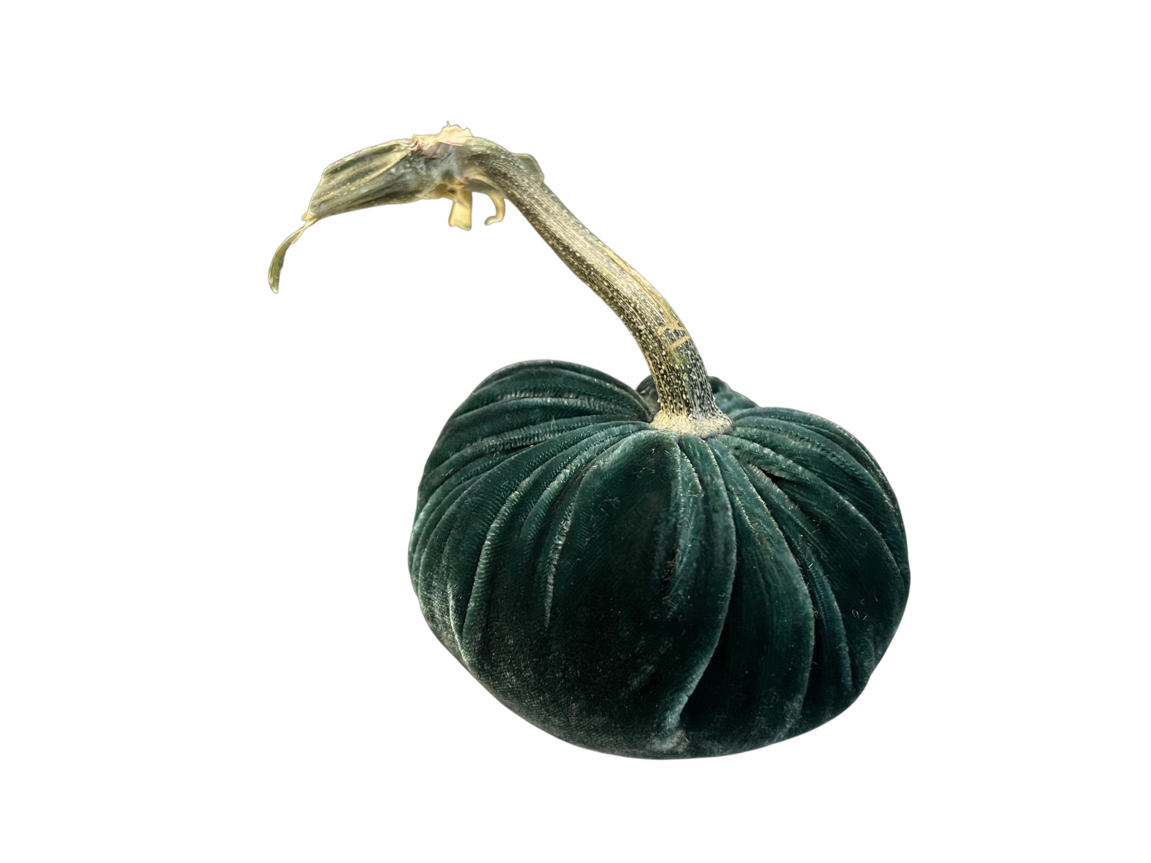 Velvet Pumpkin